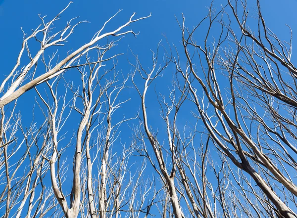 澳大利亚维多利亚黑色星期六森林大火后 没有一片叶子的枯树 — 图库照片