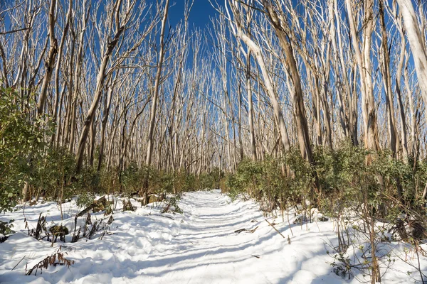 Голі Дерева Сонячний День Снігового Покриву Сніжниками Австралії — стокове фото