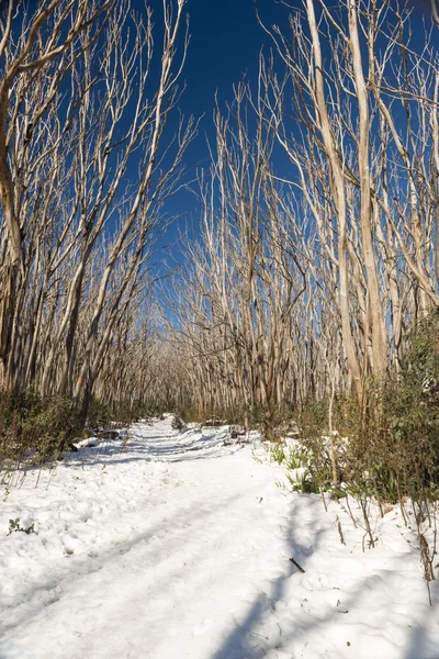 Nagie Drzewa Słoneczny Dzień Pokrywy Śnieżnej Australii Snowfields — Zdjęcie stockowe