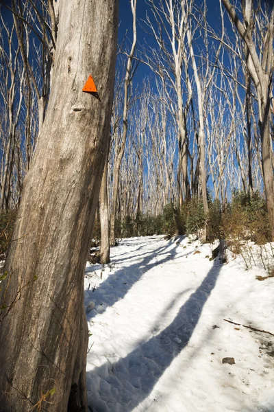 Nagie Drzewa Słoneczny Dzień Pokrywy Śnieżnej Australii Snowfields — Zdjęcie stockowe