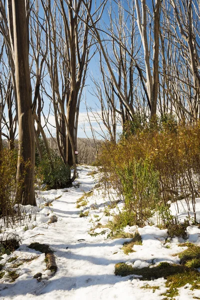 Árboles Desnudos Día Soleado Con Cobertura Nieve Los Campos Nieve —  Fotos de Stock