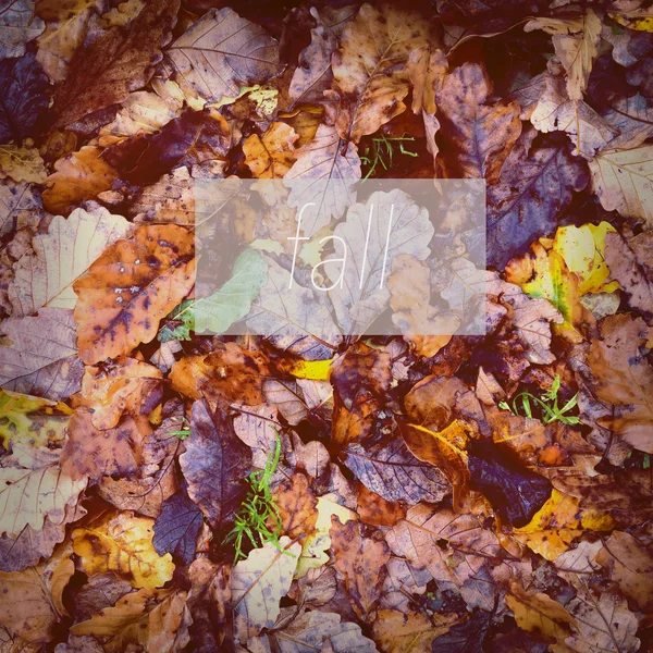 秋の葉のポスター — ストック写真
