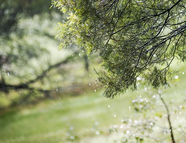 雨穿过树木被太阳点燃 — 图库照片