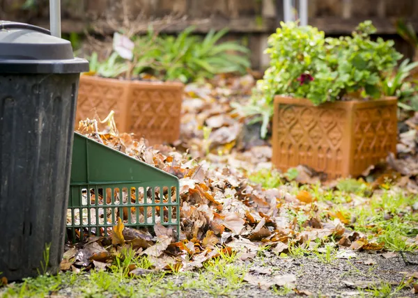 Laub wedeln — Stockfoto