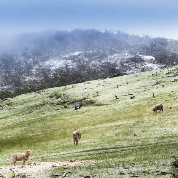 Ovejas de invierno —  Fotos de Stock