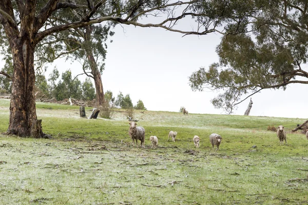 Ovelhas Campos Durante Inverno Com Fresco Neve — Fotografia de Stock