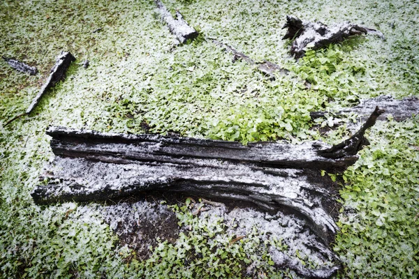 Färsk Vinter Snö Falla Stubben Ett Träd Skogen — Stockfoto