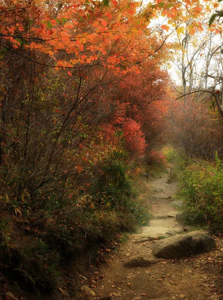 Kleurrijke herfstbladeren achtergrond — Stockfoto