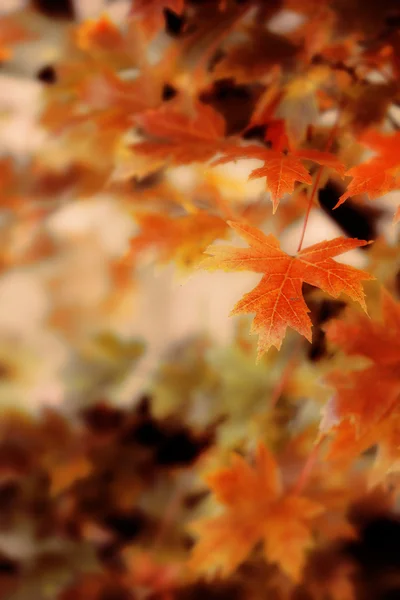 Fundo colorido das folhas da queda — Fotografia de Stock