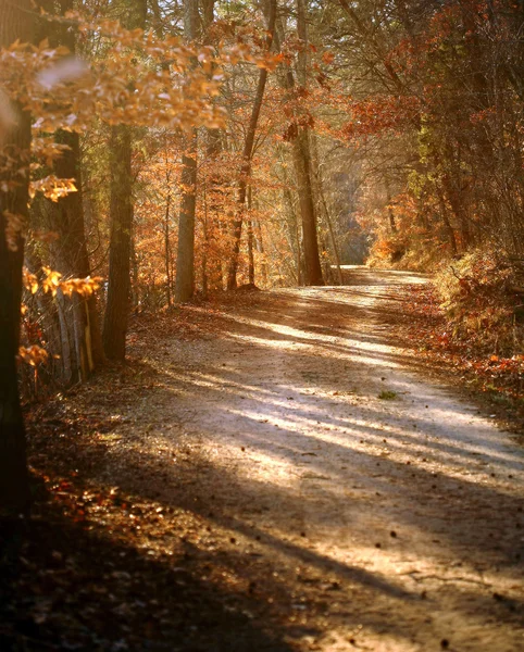 Coloré automne feuilles fond — Photo