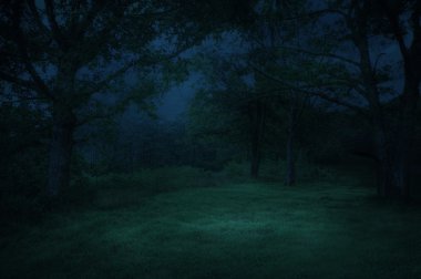 Orman gecenin içinde