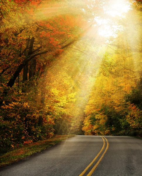 Raios de luz solar na estrada florestal — Fotografia de Stock