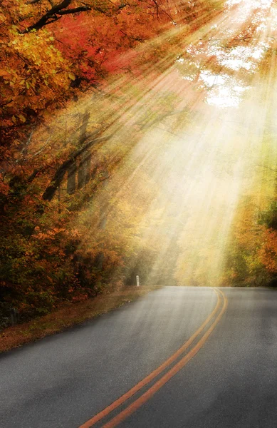 Sunlight rays through the trees on lonely road — Stockfoto