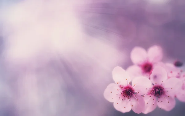 Růžová jarní pozadí — Stock fotografie
