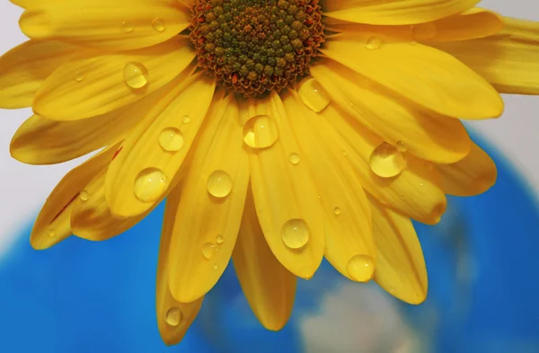 Wassertropfen auf ein gelbes Gänseblümchen — Stockfoto