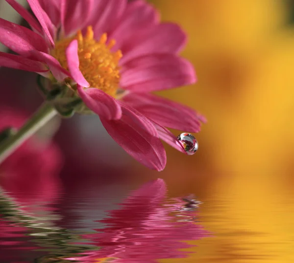 Vattendroppe på blomma — Stockfoto