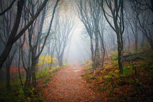 Nebelwald — Stockfoto