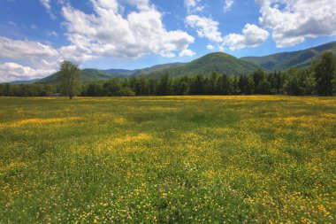 dağlar ve çiçekler