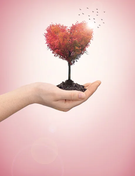 Ženská ruka držící strom srdce — Stock fotografie
