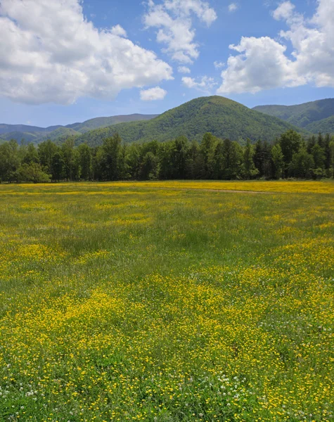 Montanhas e flores — Fotografia de Stock