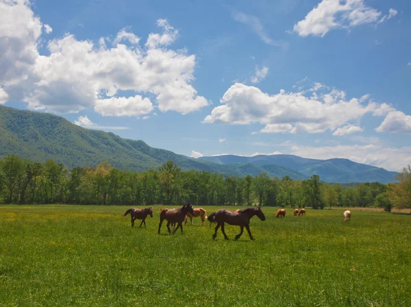 Pferde und Berge — Stockfoto