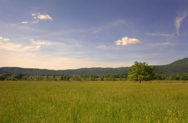 Albero in montagna — Foto Stock