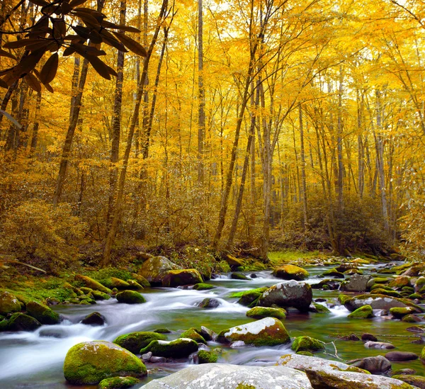 Flusso forestale in autunno — Foto Stock