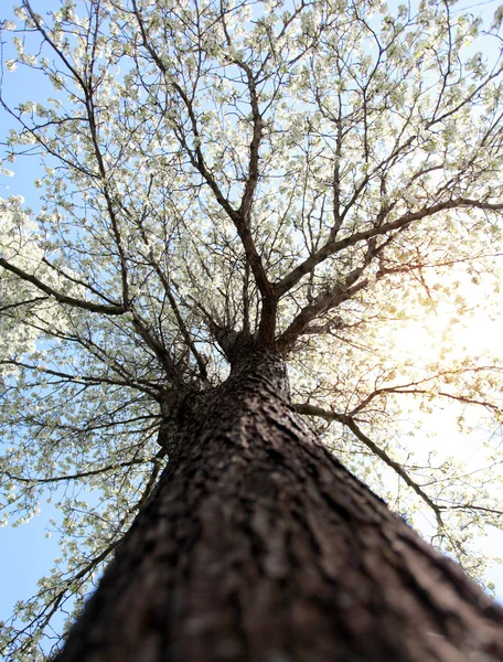 Baum mit Blüten — Stockfoto