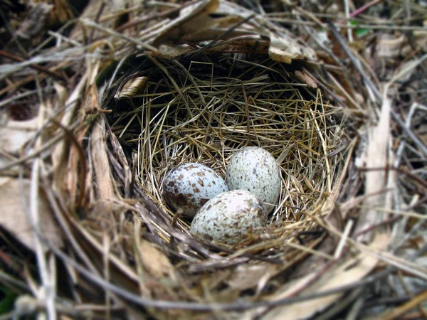 Nest with three eggs — Stock Photo, Image