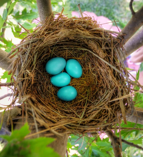Robin Eggs — Stock Photo, Image