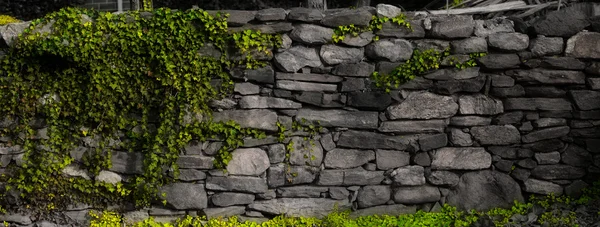 Parede de pedra com hera — Fotografia de Stock