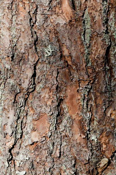 Écorce d'arbre — Photo