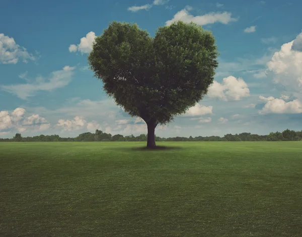 Albero del cuore — Foto Stock