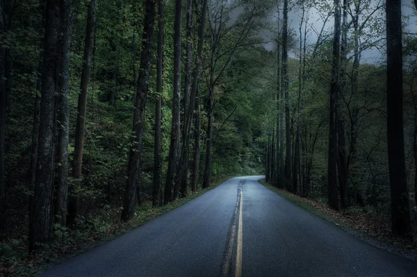 Estrada rural velha através da floresta depois de uma tempestade . — Fotografia de Stock
