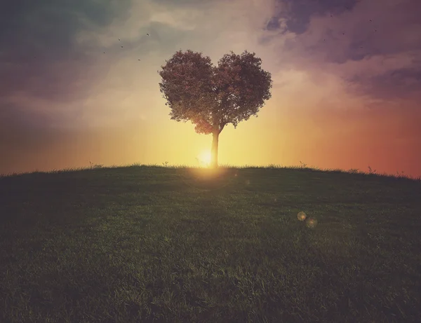 Heart tree sunset — Stock Photo, Image
