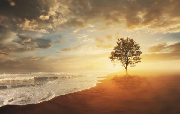 Baum und Strand — Stockfoto