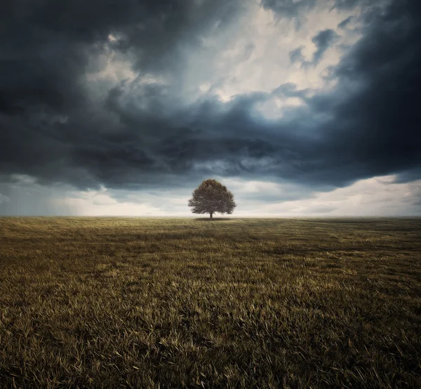 Tek ağaç ve fırtına bulutları — Stok fotoğraf