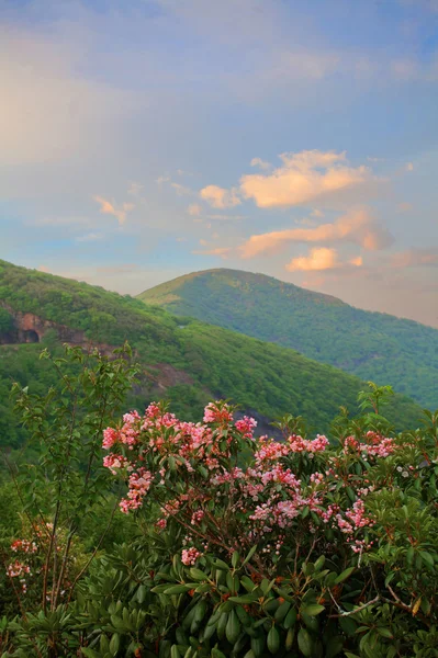 Rhonodendron und Berge — Stockfoto