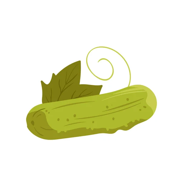 Pepino verde maduro con hoja de campo, huerta fresca para cocinar y comer — Vector de stock