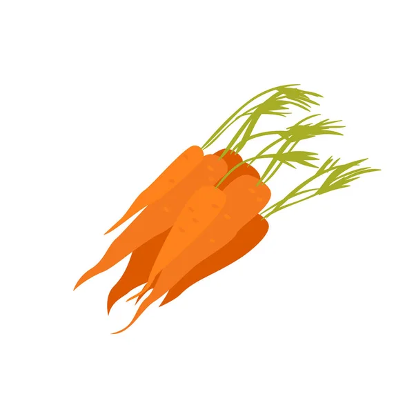 Οικολογικό καρότο, βιολογική συγκομιδή από το αγρόκτημα, ακατέργαστο πορτοκάλι λαχανικών με πράσινα φύλλα — Διανυσματικό Αρχείο