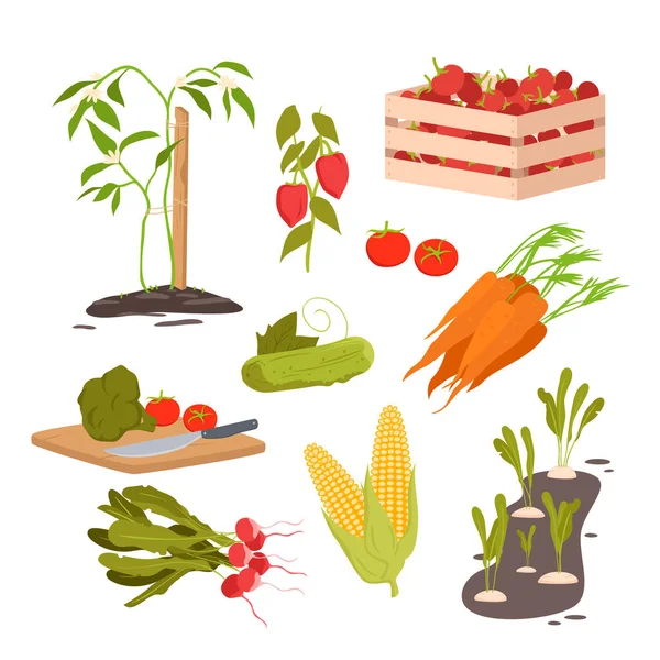 Zestaw warzyw uprawnych, uprawy korzeniowe w glebie i sadzonkach, pomidory, ogórek — Wektor stockowy