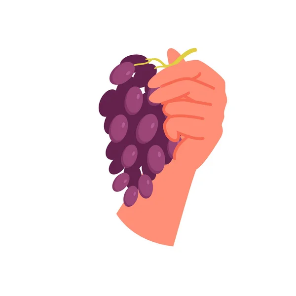 Mano humana con racimo de uvas — Vector de stock