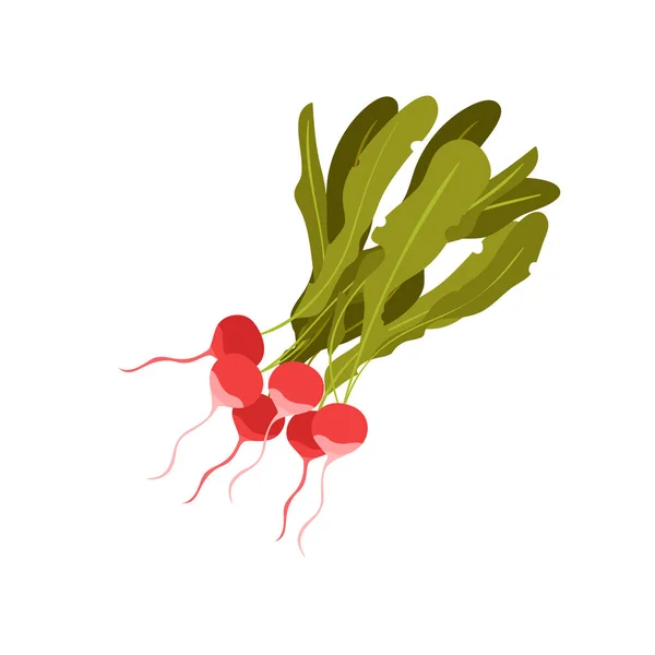 Ekologisk odling av rädisor och köksväxter — Stock vektor