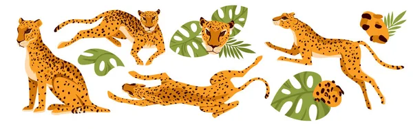 Leopard, African animals with tropical leaves set, sitting, jumping and running for prey — стоковий вектор