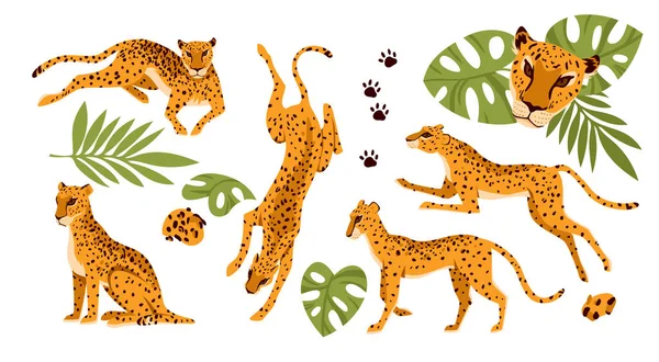 Набір різних положень дикого леопарда — стоковий вектор