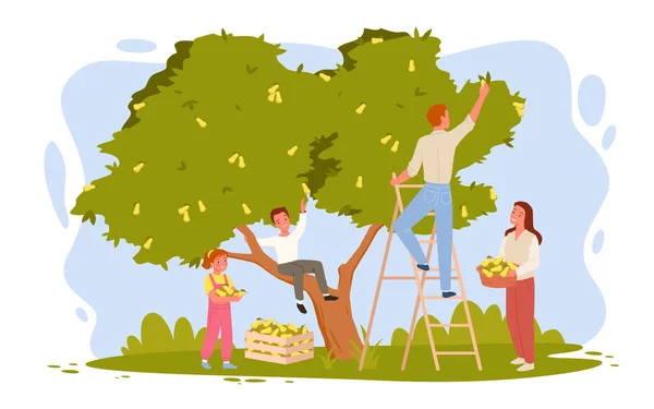 Familia feliz de agricultores recogiendo peras en el huerto juntos, mujer sosteniendo cesta de frutas — Vector de stock