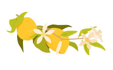 Yeşil yapraklı ve çiçekli dalda sallanan limon meyvesi, tropikal ağaç.