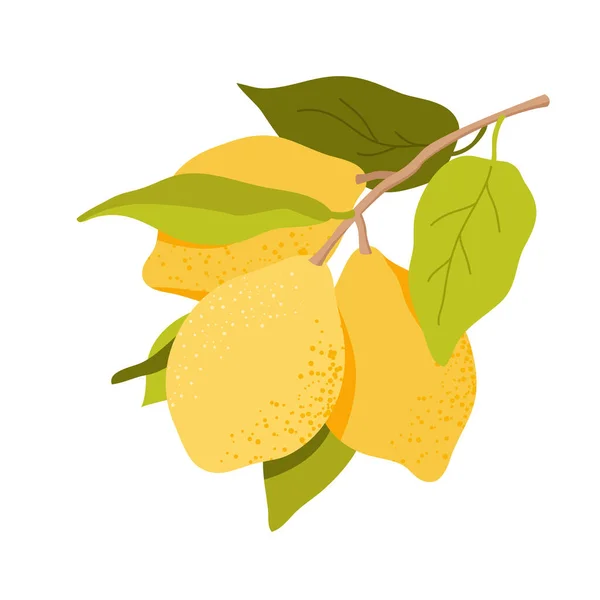 Citroner hängande på trädgren med gröna blad, gula exotiska sicilianska citrusfrukter — Stock vektor
