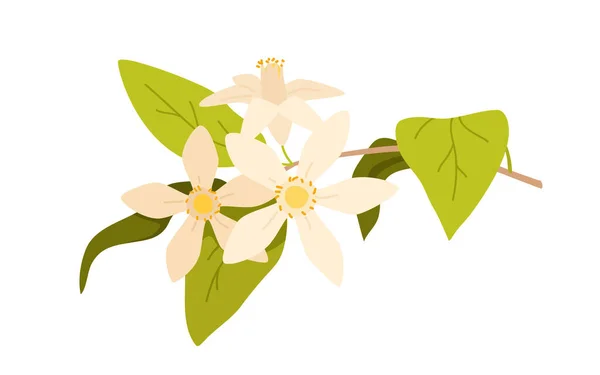 Lemon flower blossom with delicate petals and green leaves on tree branch springtime — Stock Vector