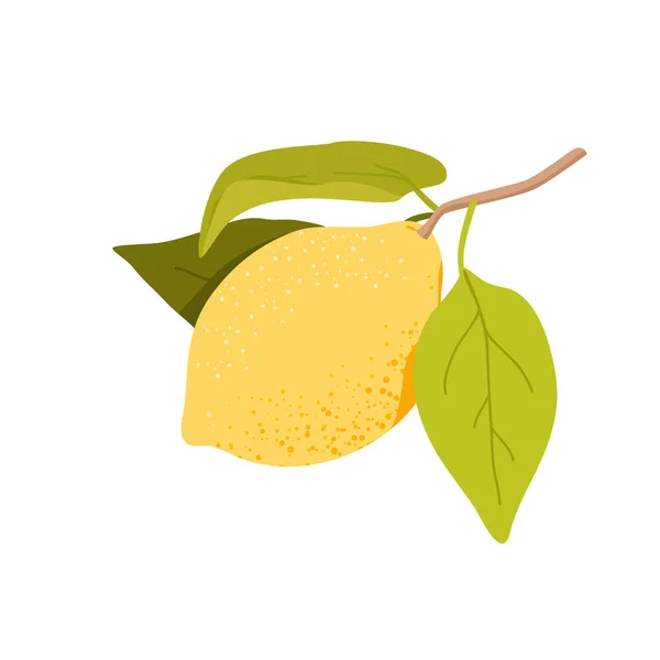 Fruta entera de limón con hojas de plantas — Vector de stock